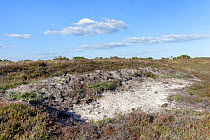 Bare, sandy clay soil patch of heathland created with a mechanical digger to provide ideal nesting sites for burrowing insects including the rare Purbeck mason wasp (Pseudepipona herrichii), Godlingst...