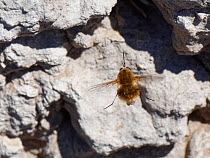 Heath bee fly (Bombylius minor) hovering near nest burrows of host bees (Colletes sp.) in a sandy clay bank, Dorset heathland, UK, July.