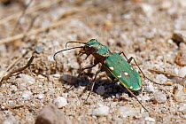 Green tiger beetle (Cicindela campestris) hunting on sandy heathland, Dorset, UK, July.