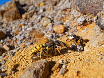 Bee wolf / Bee-killer wasp (Philanthus triangulum) female returning to her nest with a paralysed Honey bee (Apis mellifera) to stock her brood cells, being confronted by an intruder who has taken over...