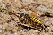 Bee wolf / Bee-killer wasp (Philanthus triangulum) female approaching its nest entrance in a bare, sandy patch of heathland with a paralysed Honey bee (Apis mellifera) to stock her brood cells with, D...