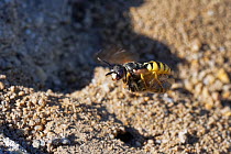 Bee wolf / Bee-killer wasp (Philanthus triangulum) female flying back to her nest in a bare, sandy patch of heathland with a paralysed Honey bee (Apis mellifera) to stock her brood cells with, Dorset,...