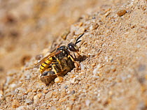Bee wolf / Bee-killer wasp (Philanthus triangulum) female approaching its nest entrance in a bare, sandy patch of heathland with a paralysed Honey bee (Apis mellifera) to stock her brood cells with, D...
