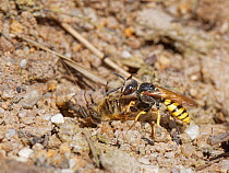 Bee wolf / Bee-killer wasp (Philanthus triangulum) female dropping a paralysed Honey bee (Apis mellifera) to stock her brood cells before re-opening her nearby nest entrance in a bare, sandy patch of...