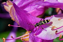 Wasp beetle (Clytus arietis) visiting a Rhododendron flower, Dorset heathland, UK, May.
