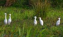 Little egret (Egretta garzetta) on left, and three adult and one juvenile Cattle egret (Bubulcus ibis) looking up as a Marsh harrier hunts nearby over marshy pastureland, Catcott Lows National Nature...