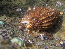 Netted dog whelk (Nassarius reticulatus) on the move in a rock pool, The Gower, Wales, UK, August.