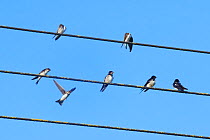 Sand martin (Riparia riparia) landing to join others and three Swallows (Hirundo rustica) perched on power lines as a mixed species group of hirundines gathers ahead of their autumn migration, Glouces...