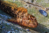 Close up view of a Common Blenny / Shanny (Lipophrys pholis) in a rock pool, The Gower, Wales, UK, September.