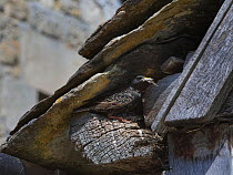 Common starling (Sturnus vulgaris) emerging from its nest site under stone roof tiles on an old cottage with a beakful of droppings from its chicks to keep the nest clean, Lacock, Wiltshire, UK, May.