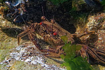 Velvet swimming crab (Necora puber) in a rock pool, The Gower, Wales, UK, September.