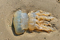 Barrel or Dustbin-lid jellyfish (Rhizostoma pulmo) stranded on a sandy shore, The Gower, Wales, UK, September.