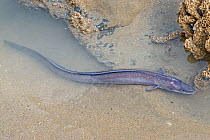European eel (Anguilla anguilla) migratory adult &#39;silver eel&#39;trapped in a tide pool on a sandy beach on a very low tide, Dunraven Bay, Glamorgan, Wales UK, September.