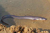 European eel (Anguilla anguilla) migratory adult &#39;silver eel&#39;trapped in and partially emerged from a tide pool on a sandy beach on a very low tide, Dunraven Bay, Glamorgan, Wales UK, September...