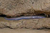 European eel (Anguilla anguilla) migratory adult &#39;silver eel&#39;trapped on a rock ledge on a sandy beach on a very low tide, Dunraven Bay, Glamorgan, Wales UK, September. Protected by their mucus...