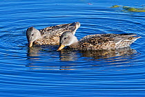 Two Gadwall (Anas strepera) females dabbling for pond weed in a marshland pool, Catcott Lows National Nature Reserve, Somerset, UK, September.