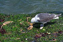 Great black-backed gull (Larus marinus) adult feeding on a Spiny spider crab (Maja squinado) it has just caught on a very low spring tide on a rocky shore, The Gower, Wales, UK, July.