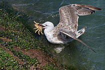 Great black-backed gull (Larus marinus) juvenile swimming to shore with a Spiny spider crab (Maja squinado) it has just caught on a very low spring tide, The Gower, Wales, UK, July.