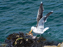 Great black-backed gull (Larus marinus) landing on a rocky shore with a Spiny spider crab (Maja squinado) it has just caught on a very low spring tide, The Gower, Wales, UK, July.