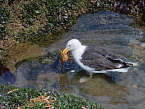 Great black-backed gull (Larus marinus) adult standing in a rock pool with a Spiny spider crab (Maja squinado) it has just caught on a very low spring tide, The Gower, Wales, UK, July.