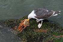Great black-backed gull (Larus marinus) adult feeding on a large, soft recently moulted male Spiny spider crab (Maja squinado) it has just caught on a very low spring tide, The Gower, Wales, UK, July.