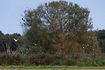 Great white egret (Egretta alba / Ardea alba) flying in to join Cattle egrets (Bubulcus ibis) and some Great cormorants (Phalacrocorax carbo) roosting in a Willow tree at dusk, Somerset Levels wetland...