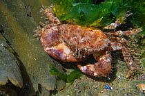 Hairy crab (Pilumnus hirtellus) among seaweed fronds in a rock pool, The Gower, Wales, UK, August.