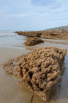 Honeycomb worm reef (Sabellaria alveolata) with clustered tubes built of sand grains attached to boulders, exposed at low tide with the sea in the background, Dunraven Bay, Glamorgan, Wales, September...