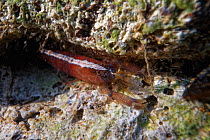 Hooded shrimp (Athanas nitescens) in a rock pool low on the shore, The Gower, Wales, UK, September.