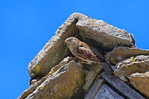 House sparrow (Passer domesticus) female emerging from its nest site under a stone ridge tile on the gable end of a cottage roof, Lacock, Wiltshire, UK, May.