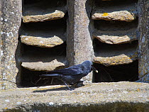Jackdaw (Corvus monedula) returning with some food for its chicks to a nest site behind old stone louvres in a church window, Lacock, Wiltshire, UK, May.