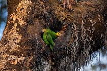 Yellow-fronted parrot (Poicephalus flavifrons) pair outside tree hollow in church forest. Near Chimba, Ethiopia.