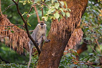 Vervet monkey (Chlorocebus pygerythrus) giving alarm call, sitting in tree in church forest. Church forests remain largely intact within a degraded landscape as they are considered sacred. Near Chimba...