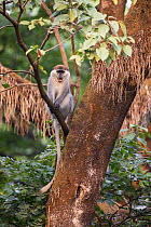Vervet monkey (Chlorocebus pygerythrus) giving alarm call, sitting in tree in church forest. Church forests remain largely intact within a degraded landscape as they are considered sacred. Near Chimba...