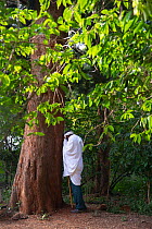 Man praying under East African yellowwood (Afrocarpus gracilior) tree in church forest. Church forests remain largely intact within a degraded landscape as they are considered sacred. Near Zege, Ethio...
