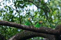 Yellow-fronted parrot (Poicephalus flavifrons) pair perched on branch in church forest. Church forests remain largely intact within a degraded landscape as they are considered sacred. Near Chimba, Eth...