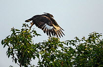 Long-crested eagle (Lophaetus occipitalis) taking off. Hamusit, Ethiopia.