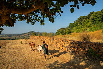 Man herding zebu cattle along stone wall surrounding the church forest of Gindatemen Michail Orthodox Church. Church forests remain largely intact within a degraded landscape as they are considered sa...