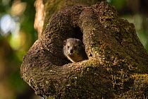 Bush hyrax (Heterohyrax brucei) peering out of tree hollow. Wonchet Michail Church forest, Ethiopia.