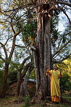 Priest ringing bell hanging from tree in church forest of Mandaba Medhane Alhem Orthodox Monastery. Church forests remain largely intact within a degraded landscape as they are considered sacred. Near...