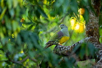 Bruce&#39;s green pigeon (Treron waalia) perched in Red milkwood (Mimusops kummel) tree. Hamusit, Ethiopia.