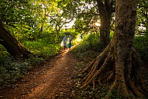 People attending Sunday service at Wonchet Michail Orthodox Church walking through church forest. Church forests remain largely intact in a degraded landscape as they are considered sacred. Near Hamus...