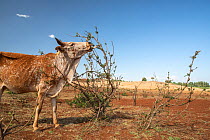Cow browsing on bush on severely degraded land near Bahir Dar, Ethiopia. 2018.