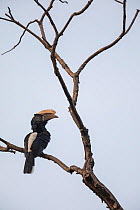 Silvery-cheeked hornbill (Bycanistes brevis) male perched in tree. Zege Peninsula, Ethiopia.