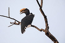 Silvery-cheeked hornbill (Bycanistes brevis) male perched on branch. Zege Peninsula, Ethiopia.
