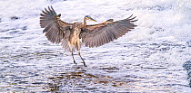 Great blue heron (Ardea herodias) landing in foaming water discharged from water treatment works into Sweetwater Wetlands. Tucson, Arizona, USA. 2020.
