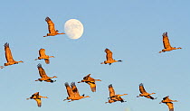 Sandhill crane (Grus canadensis) flock during migration, full moon in background. Whitewater Draw Wildlife Area, Arizona, USA. October.
