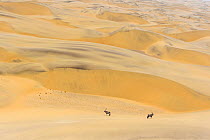Gemsbok (Oryx gazella) in dunes of Namib Desert, Namibia. December. Finalist in BioPhoto competition 2020.