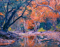 Autumn coloured sycamores reflected in water, Galiuro Mountains, Arizona, USA.