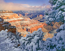 New snow on Pinyon pines ( Pinus edulis) in morning light. Grand Canyon National Park, Arizona, USA